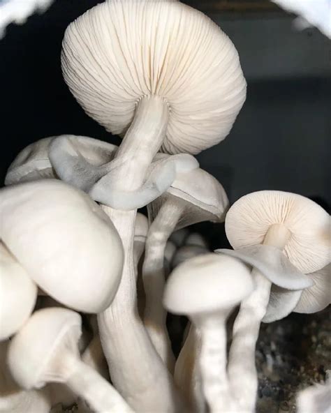 cubensis sporen|Premium Spores 